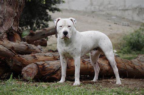 Dogo argentino