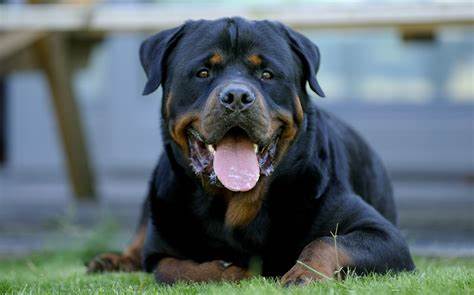 Rottweiler