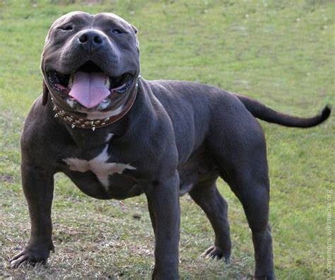 Bandog