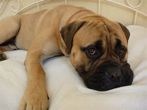 bull mastiff