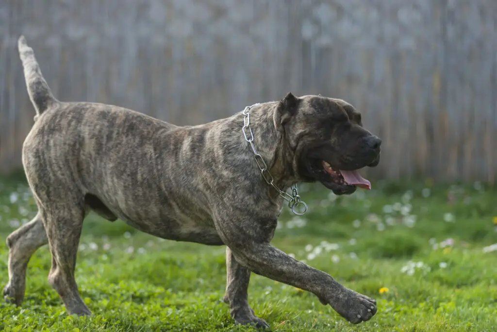 Presa canario