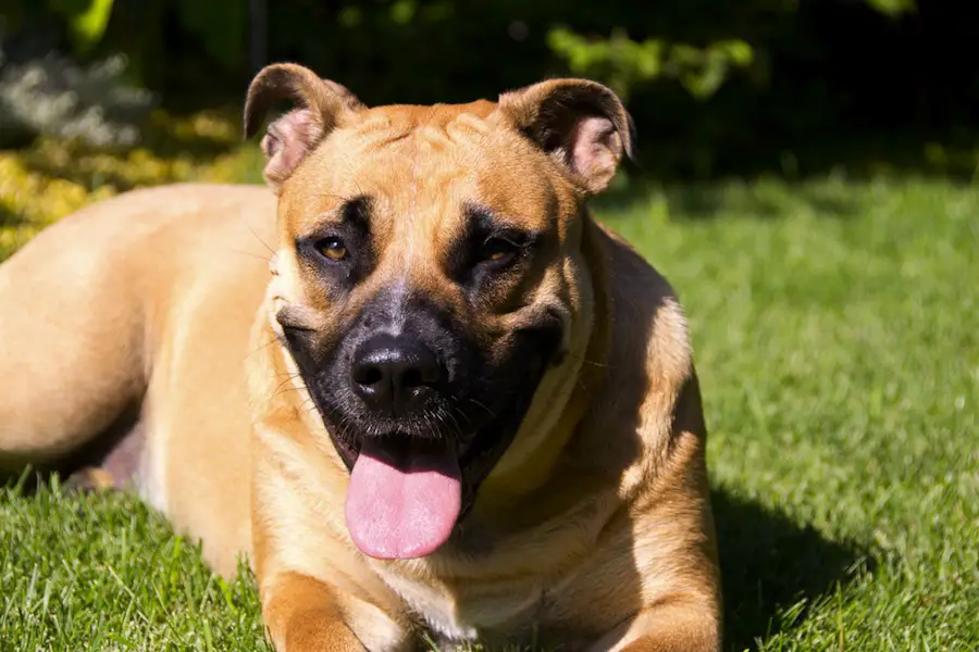 Perro de Presa Mallorquin