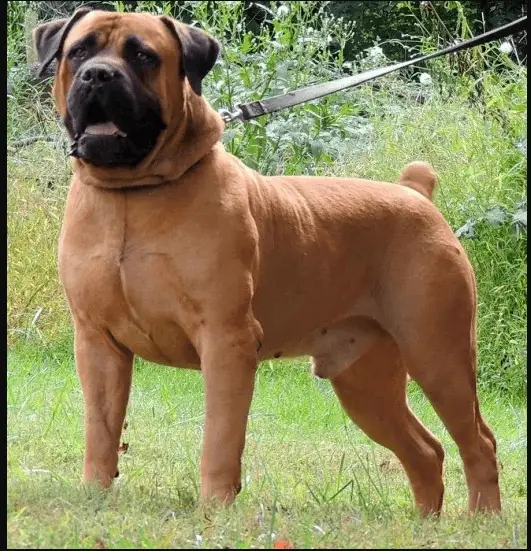 Alangu mastiff