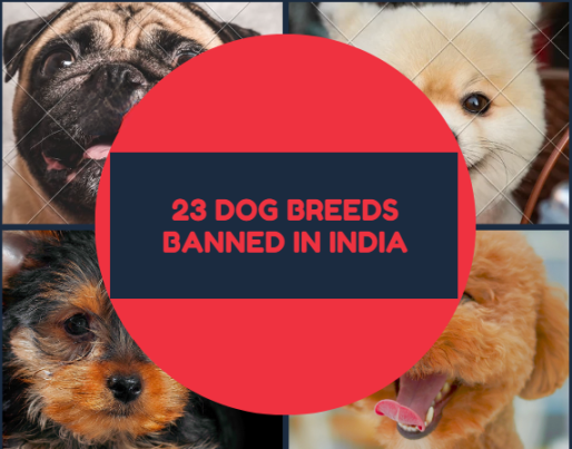 Sign indicating banned dogs breed in India to ensure public safety and compliance with regulations.