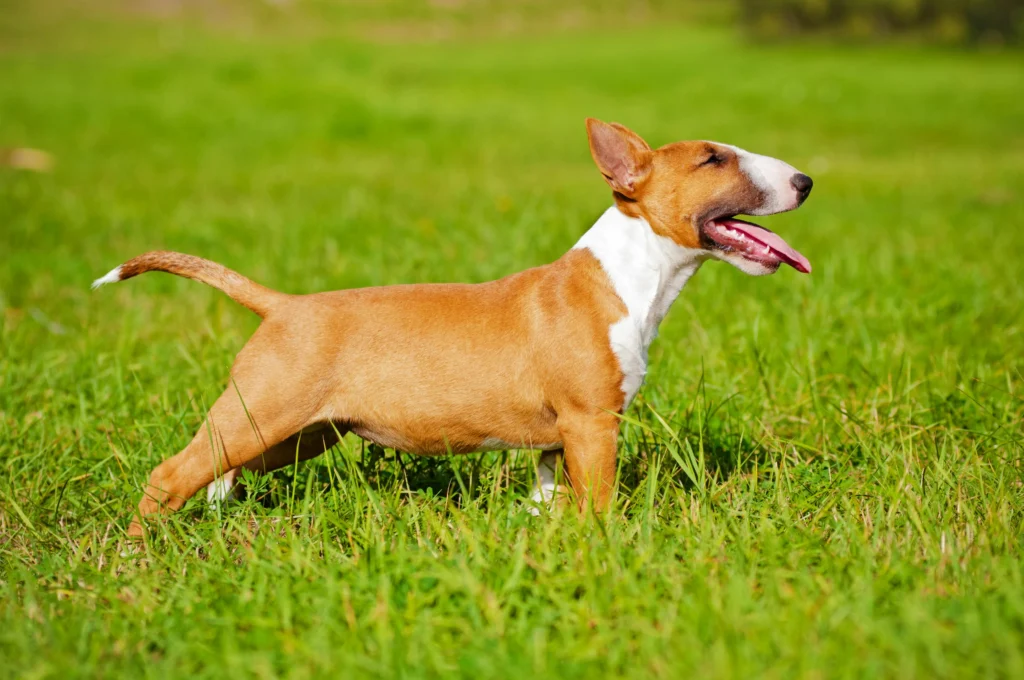 Bull terrier