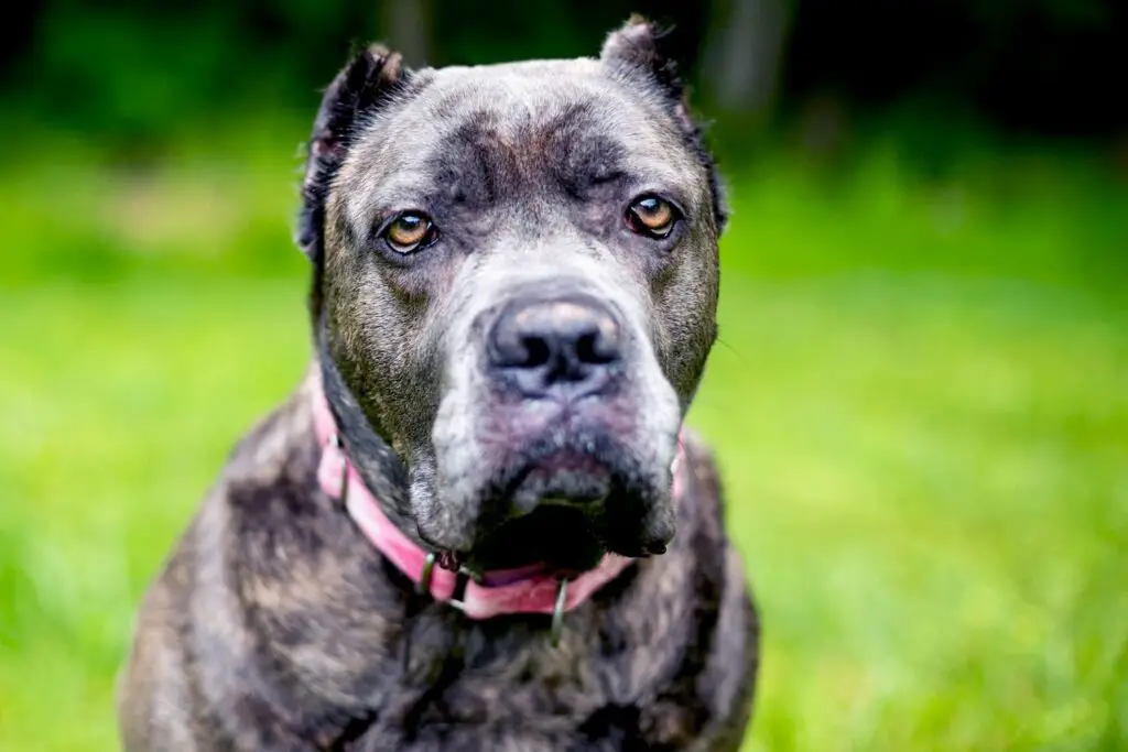 cane corso