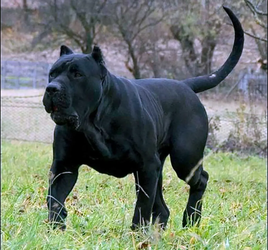 Dogo canario