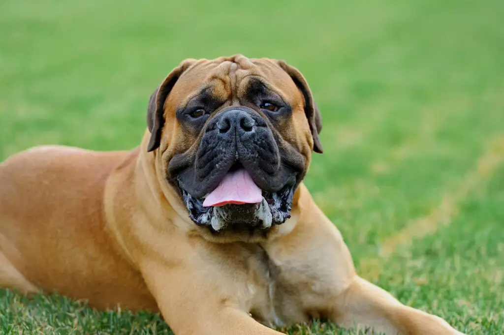 English mastiff