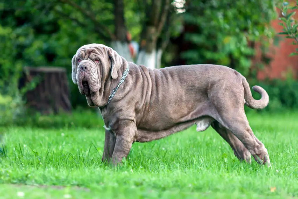 Neapolitan mastiff