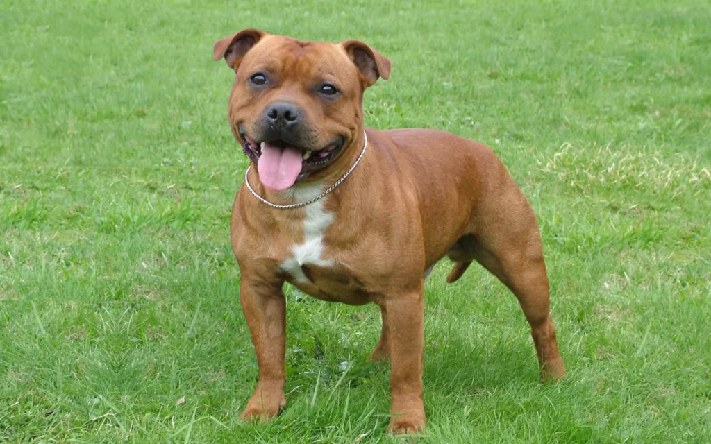 Staffordshire bull terrier